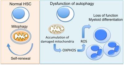 Autophagy in Neutrophils: From Granulopoiesis to Neutrophil Extracellular Traps